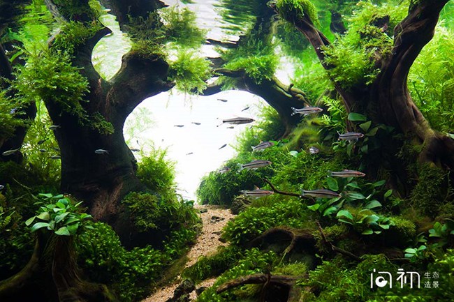 番禺碧桂园水草景观