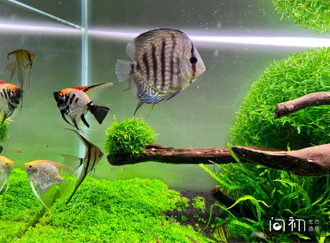 番禺碧桂园水草景观