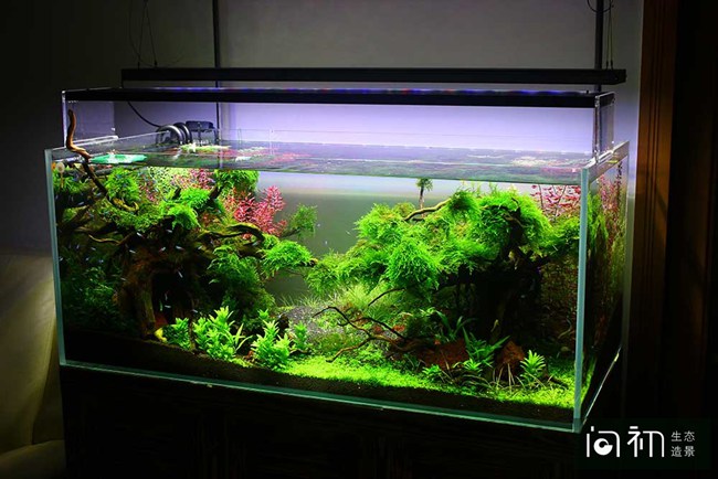 番禺碧桂园水草景观