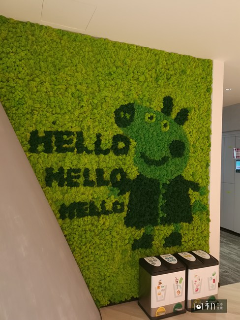 垂直绿化植物