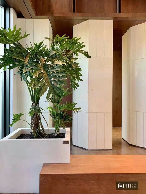 观赏植物