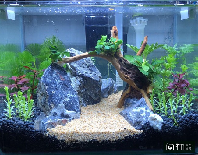 水景缸（较小型）