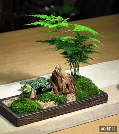 微景观（禅意型）