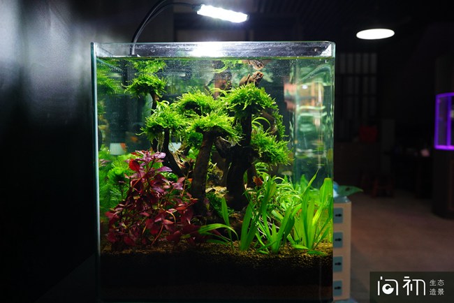 广州问初生态馆水草景观-广佛店